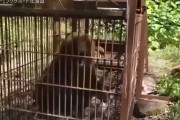 「罠にかかったヒグマの動画」檻の外から見るだけでも怖すぎる