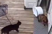 ネコが猫から逃げてきた。窓の外で助けを呼ぶ。するとどうなるの？ → こうなります…