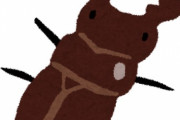 クワガタ←相手をハサミで切断　カブトムシ←相手を角で持ち上げる！？！？！？