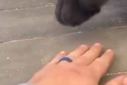 ネコの前足に手を乗せると乗せ返してくる。ペシッ♪ → ネコ科はみんな同じようです…