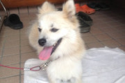 うちの柴、まじ美人だと思う【再】