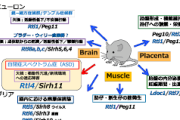 【朗報】東海大学、ASD（自閉症、アスペルガー）の原因を特定し、治療法を発明！ノーベル賞受賞確定か