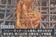 【急募】伝説の植物「マンドラゴラ」が生えた時の対処法