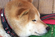 【画像】うちの柴犬、消防設備点検が嫌いすぎて浴槽の中でビビりまくってしまう…