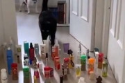 猫＞犬が証明される