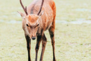 【京都】シカに刺され死亡・・・
