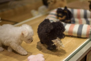 コロラド州も。ペットショップでの犬猫の販売を禁止する法律を制定