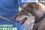 四国犬・侘助(わびすけ)を捕獲　みかん畑で寝ていたのを発見
