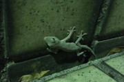 【画像】海外のヤモリでかすぎるｗｗｗｗｗｗｗｗｗ