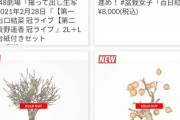 【朗報】NMBオフィシャルショップの盆栽が全品完売する