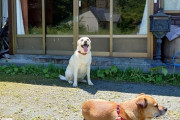 旅館主「ウチの看板犬が病気でドタキャン発生するかもなので許せる人だけ来て」客「犬が死んでから行った方がええな」←結果
