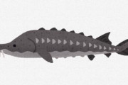 【超絶悲報】中国固有の巨大淡水魚「ハシナガチョウザメ」、絶滅する・・・・・・・・・・