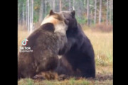 【動画】ムキムキクマの喧嘩、すごすぎる。一発一発が致命傷になるレベル