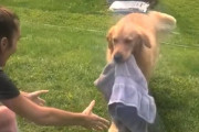 「めんどくさいからこれじゃダメ？」介助犬のゴールデン、身体を拭くタオルを取ってくるよう頼まれたのだが……
