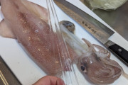 【悲報】イカの中から特大プラスチックが見つかる