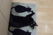 眠れないから動物の画像あげてく