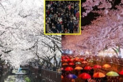 【悲報】韓国人「今年は桜が見れないのか‥」韓国最大の桜祭り「鎮海軍港祭」がコロナウイルスで中止に‥　韓国の反応