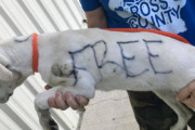 【胸糞注意】体に「FREE（無料）」と落書きされ捨てられた犬が保護される・・・