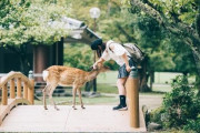 奈良「タダでシカ触り放題です」←これ