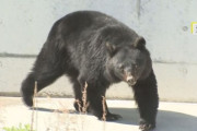 【岩手】クマが玄関から住宅内に侵入…ネコのエサを食べる　住人の女性は寝室に逃げて無事　再び現れるおそれあり注意呼びかけ