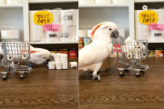 トイレットペーパーを買い溜めるオウムが妙にリアル。飼い主の指示にも従う適応力にアッパレ！