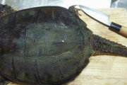（ヽ´ん`）「野生のカミツキガメは美味しいぞ」