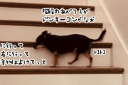 階段の上がり方がドンキーコングな犬