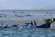 豪州タスマニア島でクジラ270頭が大量座礁　既に25頭が死ぬ　原因は不明
