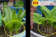 札幌市民「うちに行者にんにく生えてるやん！食べたろ！」→実は自分の栽培してたイヌサフランで二人死亡