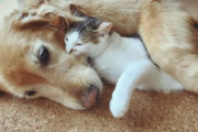 愛犬と愛猫が老衰で同じ日にﾀﾋんじゃった。愛猫は室内飼いだったんだけど、プライドが高く猫らしく家出先で亡くなった。