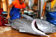 海外「楽しそうだね！」「きれいなマグロ！」東京・築地のにぎやかなマグロ解体ショー！