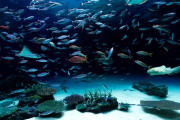 水族館で一番楽しいコーナー、決まる