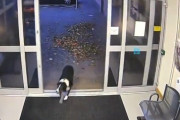 【賢！】散歩中に逃げ出した犬が警察に出頭して飼い主を待機！⇒無事見つかる