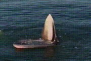 【GIF】クジラの餌の食い方がガチで怖い件について