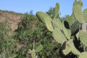 メキシコのサボテンは食べれる？