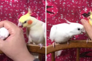 ママの手を独占したいオカメインコたち。ぷんすかと怒る子も、静かに訴える子も可愛い
