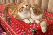【悲報】ヒカキンの飼い猫、全く出てこなくなるｗｗｗｗｗｗｗｗｗｗｗ