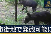 北海道市街地クマ、猟銃武装開始