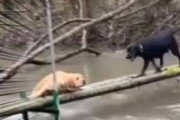 イヌが橋から川に落ちそうだ。今行くぞー！ 仲間の犬が急いで駆け寄る → と思ったら…