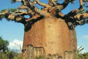 【画像】アフリカの大木、なんか変な形ｗｗｗｗｗｗｗｗｗｗｗｗｗｗｗｗｗｗ