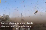 【動画あり】中国滅亡へ…新型コロナの次は４０００億匹という超大群のイナゴが襲来、あまりのヤバさに国連が警告
