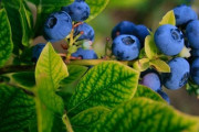 【画像】ふらっとブルーベリー狩りに行ってくる
