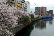 【画像】横浜の大岡川へ花見に来たで