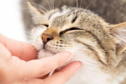 猫「にゃー」ワイ「猫と暮らしてると癒やされるなぁ」