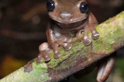 チョコレート色のアマガエル、ニューギニアの熱帯雨林で新種発見