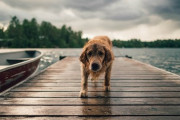 狂犬病で「水を怖がるようになる」ってどんな仕組みなんや？