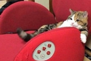 【ねこ画像】DVDプレイヤーの上を占拠する猫さん…おや？丁度いいヘッドレストを見つけたご様子ですwww
