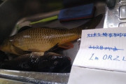 仕事終わったその足で準備して朝から鯉釣ってきた → 捌いて揚げてみた結果・・・（※画像あり）