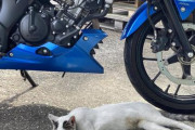 野良猫が寝ていてバイクを動かせないｗｗｗｗｗｗｗｗｗｗｗｗｗ