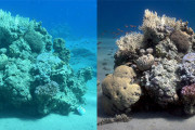 海中写真から青緑色を除去し、本当の色を再現するアルゴリズムを海洋学者が開発